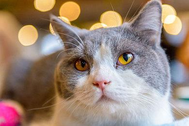 反塔防RPG《加把劲魔女》TGS 锐意归来！携新版本上线